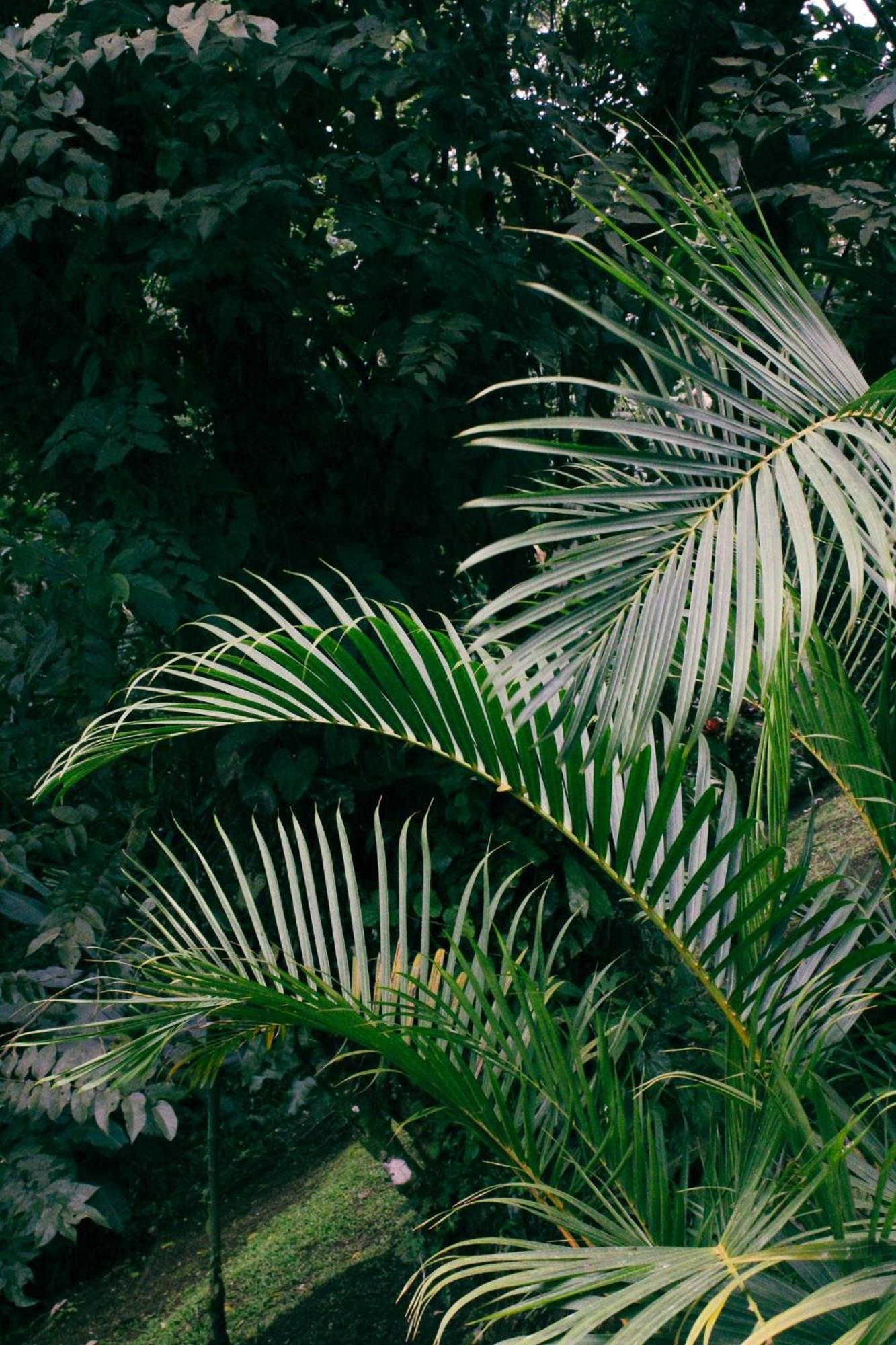 Sueno Rio Celeste Boutique B&B Bijagua Bagian luar foto