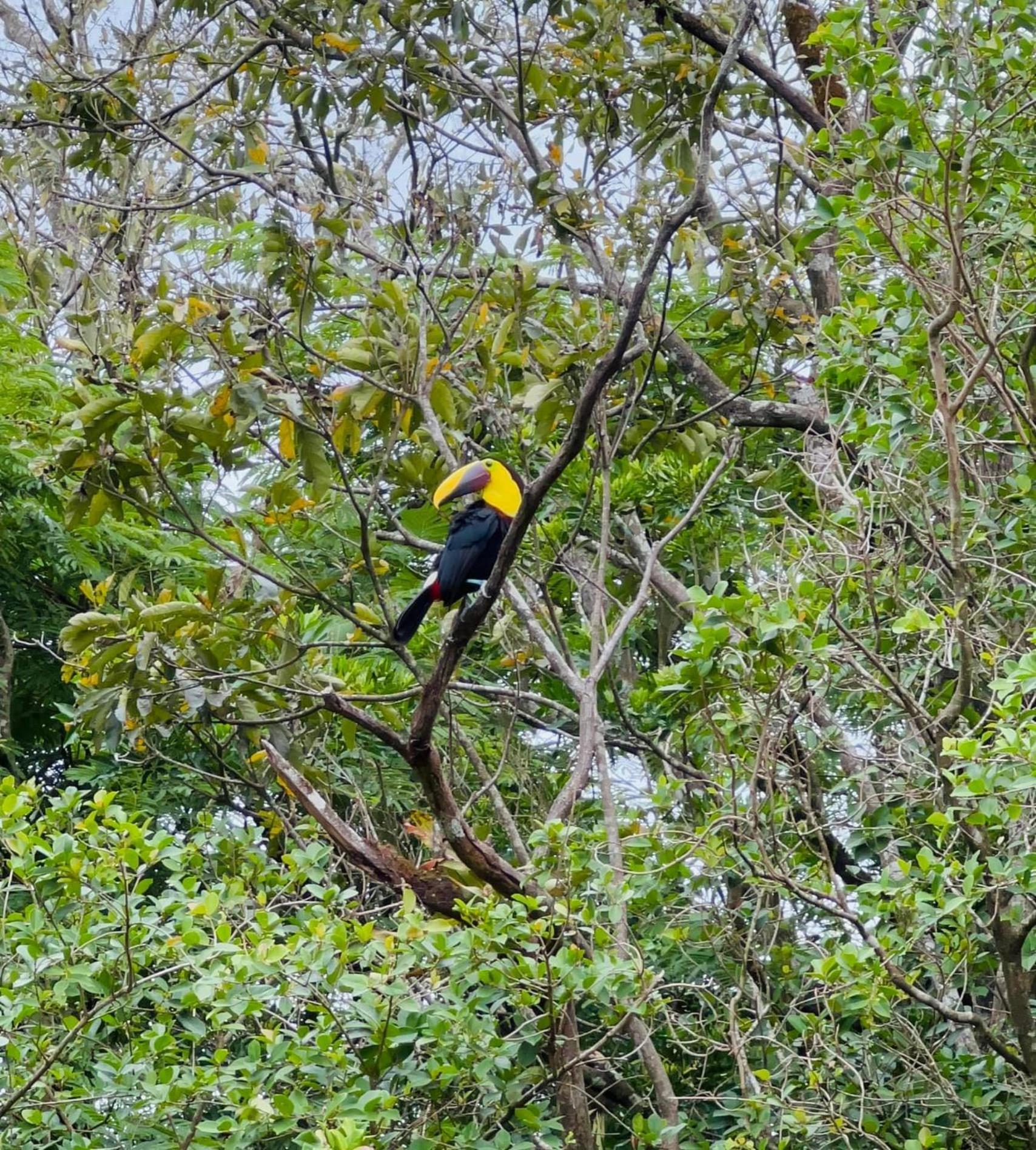 Sueno Rio Celeste Boutique B&B Bijagua Bagian luar foto